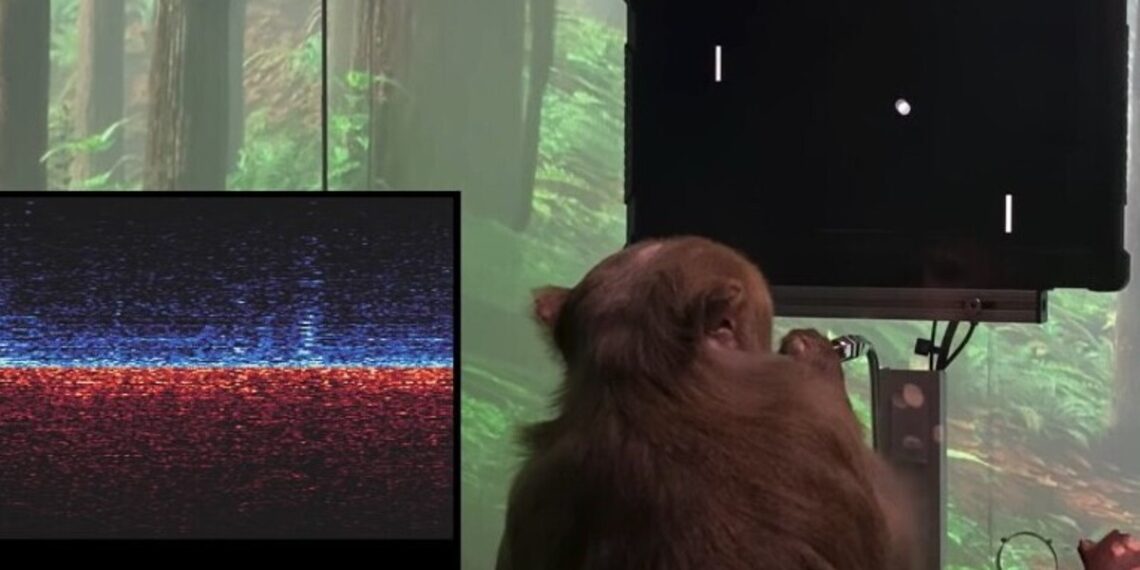 neuralink-maltrato-animal-elon-musk 1