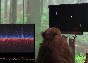 neuralink-maltrato-animal-elon-musk 1