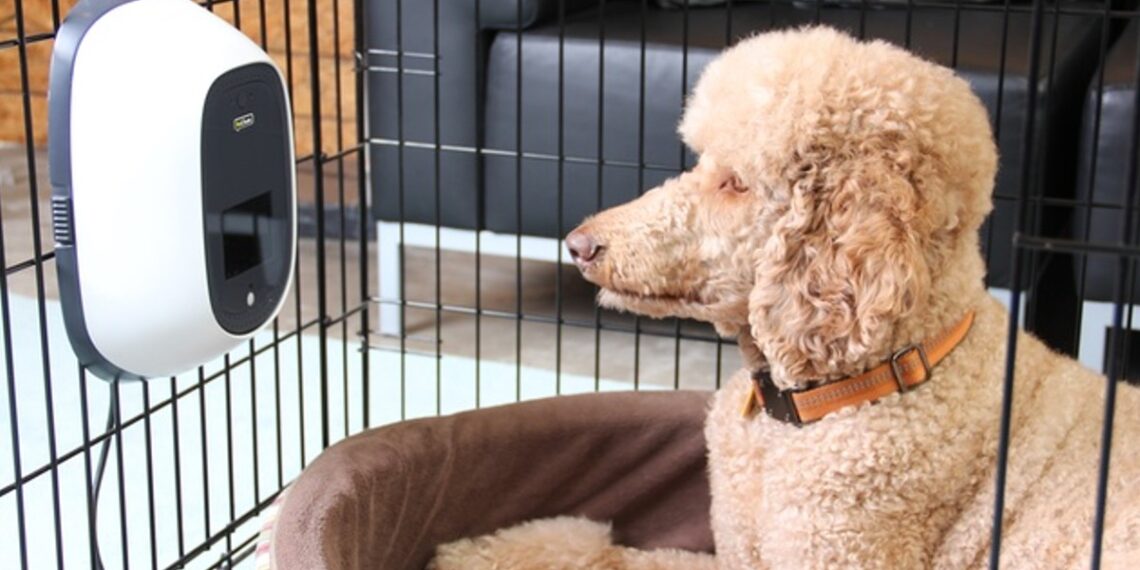 regalos-mascotas-tech-navidad 1