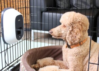 regalos-mascotas-tech-navidad 1