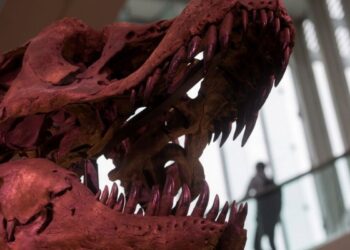 china-nuevo-dinosaurio-restos