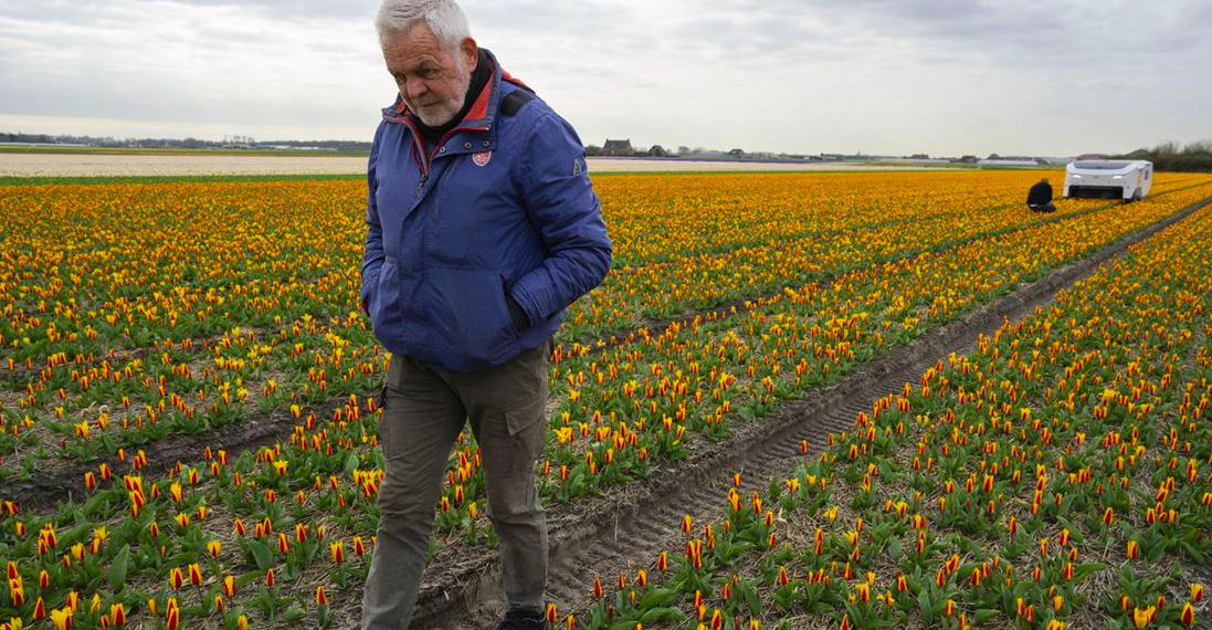 Theo es un robot que cuida tulipanes en Países Bajos