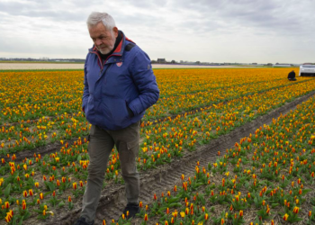 Theo es un robot que cuida tulipanes en Países Bajos