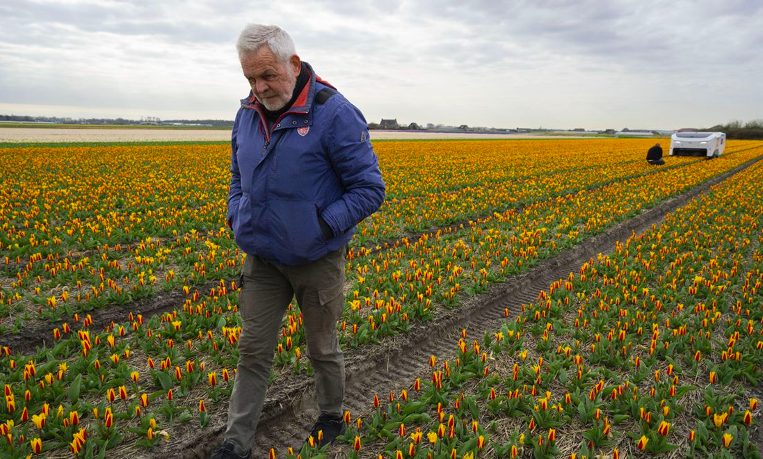 Theo es un robot que cuida tulipanes en Países Bajos