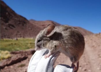 Envío de ratones a Marte revela que tal vez no podríamos visitarlo