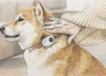 Collar IA para perros: tecnología que traduce emociones y sonidos